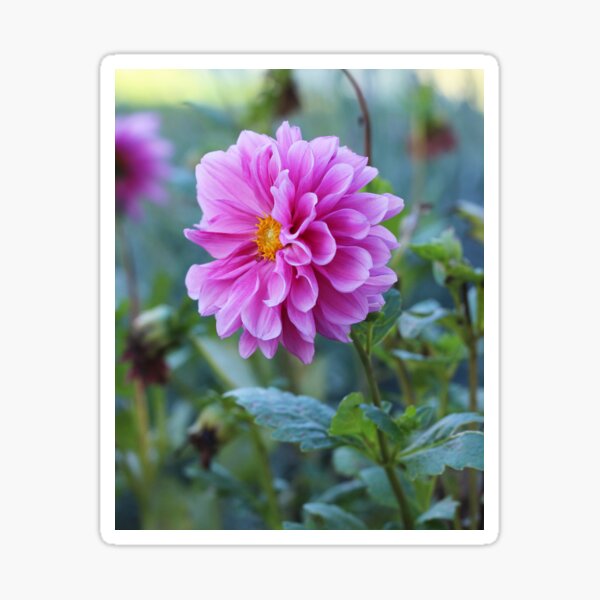 Item preview, Pink Dahlia Flower designed and sold by SweepingShadows.