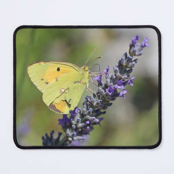 Item preview, Clouded Yellow Butterfly On Lavender designed and sold by SweepingShadows.