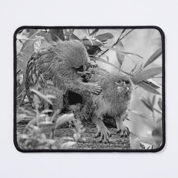 Item preview, r962 / New Finition 2021 " Petit Singe "  Ouistiti Pygmée  " Toilettage en commun  " (h)  Olavia-Olao Okaio Créations designed and sold by o.okaïo.