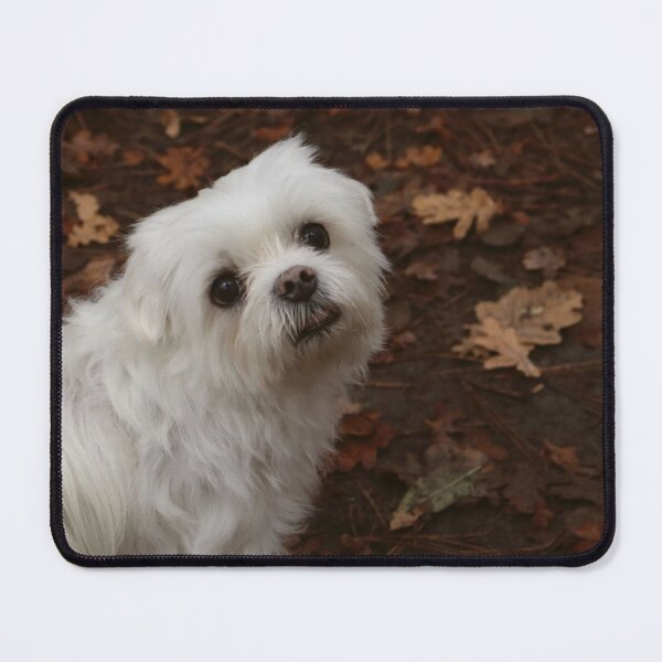 Item preview, Perro maltés en el bosque designed and sold by MvMeer.