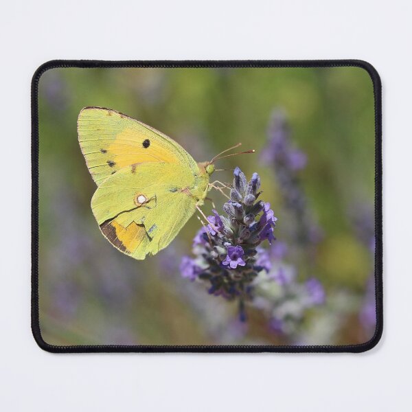 Item preview, Clouded Yellow Butterfly On Lavender designed and sold by SweepingShadows.