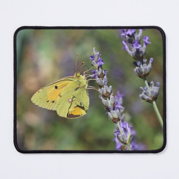 Item preview, Clouded Yellow Butterfly On Lavender designed and sold by SweepingShadows.