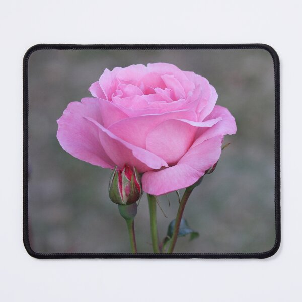 Item preview, Pink Rose Bloom designed and sold by SweepingShadows.