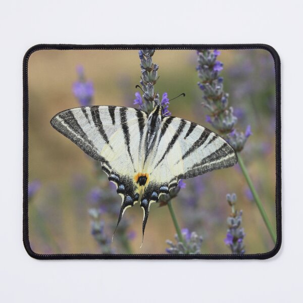 Item preview, Scarce Swallowtail Butterfly On Lavender designed and sold by SweepingShadows.