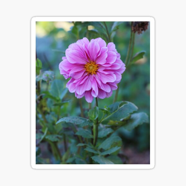 Item preview, Beautiful Pink Dahlia designed and sold by SweepingShadows.