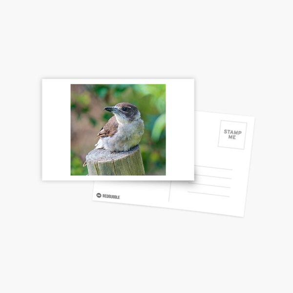 ARTAMIDAE ~ Grey Butcherbird TT5KVXMA by David Irwin Postcard
