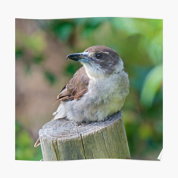 ARTAMIDAE ~ Grey Butcherbird TT5KVXMA by David Irwin Poster