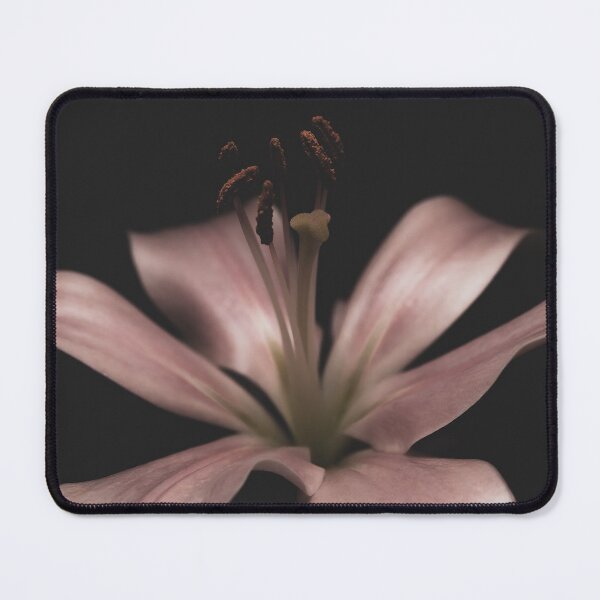 Item preview, Pink Lily on a Black Background - Garden designed and sold by Lisa Thomas.