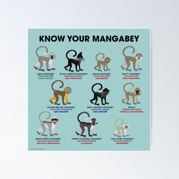 Item preview, Know Your Mangabey designed and sold by Peppermint Narwhal.