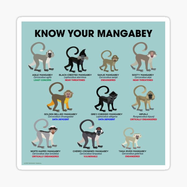 Connaissez votre Mangabey Sticker