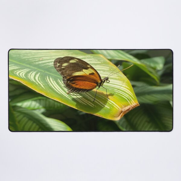 Aperçu de l'œuvre Papillon sur feuille verte créée et vendue par Views4Days.