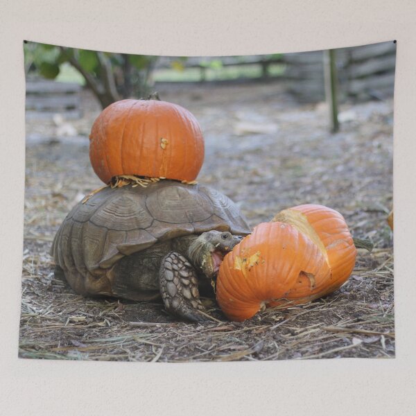 Item preview, Sulcata Tortoise Eating Pumpkin designed and sold by misimichu.