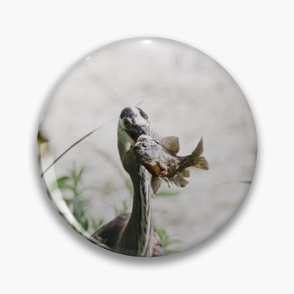 Artikelvorschau, Great Blue Heron Fishing for Bluegill entworfen und verkauft von Zurickdesigns.