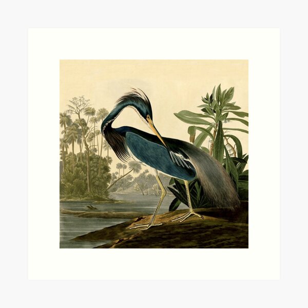 Item preview, Audubon Bird Louisiana Heron Antique Art designed and sold by antiqueart.