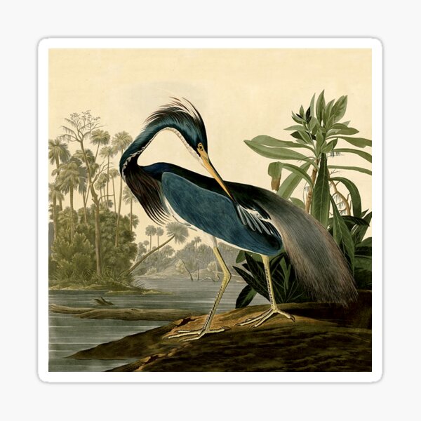 Item preview, Audubon Bird Louisiana Heron Antique Art designed and sold by antiqueart.