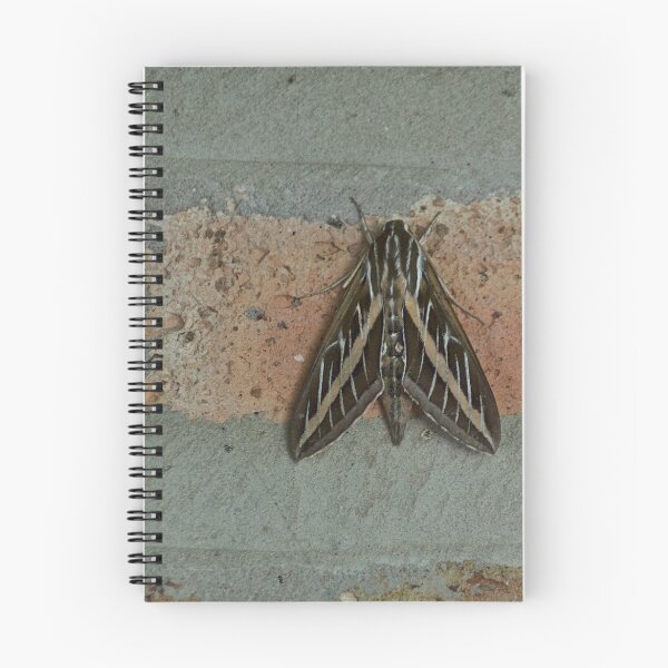 Item preview, Mothra designed and sold by MicrocosmFilm.