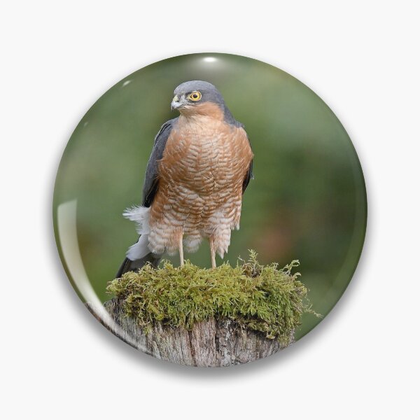 Item preview, Sparrowhawk designed and sold by Paul Crabtree.