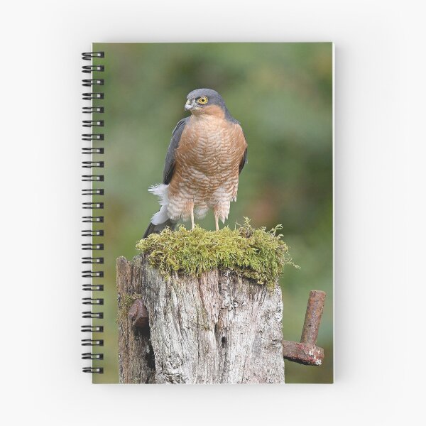 Item preview, Sparrowhawk designed and sold by Paul Crabtree.