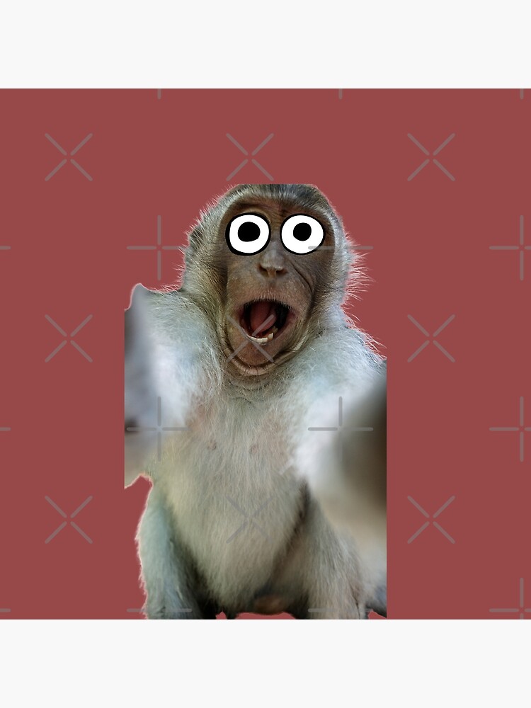 71 Best Monkey memes ideas  funny animals, animal gifs, cute animals