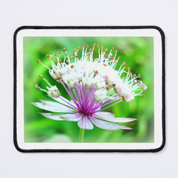 Item preview, Astrantia Beauty designed and sold by angel1.