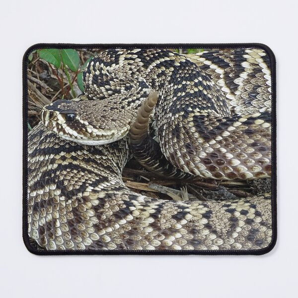 Item preview, Eastern Diamond Back Rattlesnake designed and sold by glink.