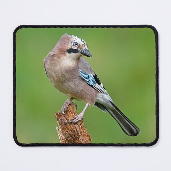 Item preview, The Jay designed and sold by Paul Crabtree.