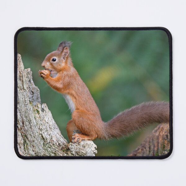 Item preview, Red Squirrel designed and sold by Paul Crabtree.