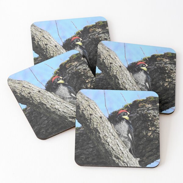 Item preview, Wildlife gifts, acorn woodpecker, birds, nature designed and sold by Sandra O'Toole.