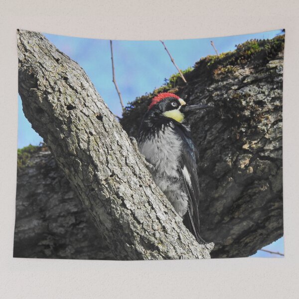 Item preview, Wildlife gifts, acorn woodpecker, birds, nature designed and sold by Sandra O'Toole.