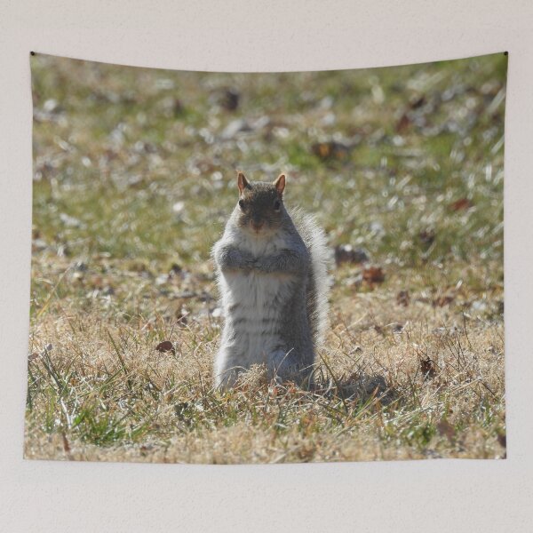 Item preview, Wildlife gifts, eastern ground squirrel, nature, wild animals designed and sold by Sandra O'Toole.