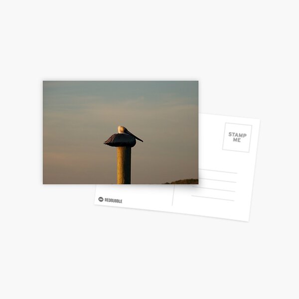 Pelican Sunset Postcard