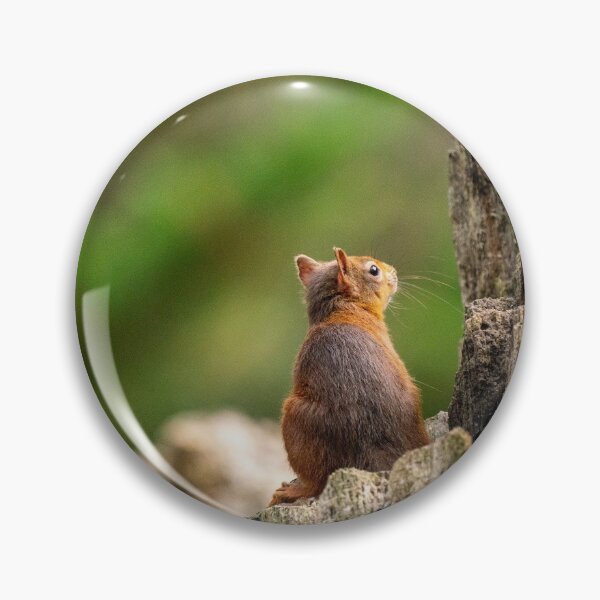 Item preview, Red Squirrel contemplating life designed and sold by HRHWildlife101.