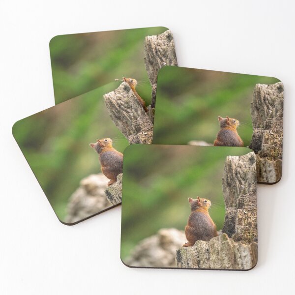 Item preview, Red Squirrel contemplating life designed and sold by HRHWildlife101.