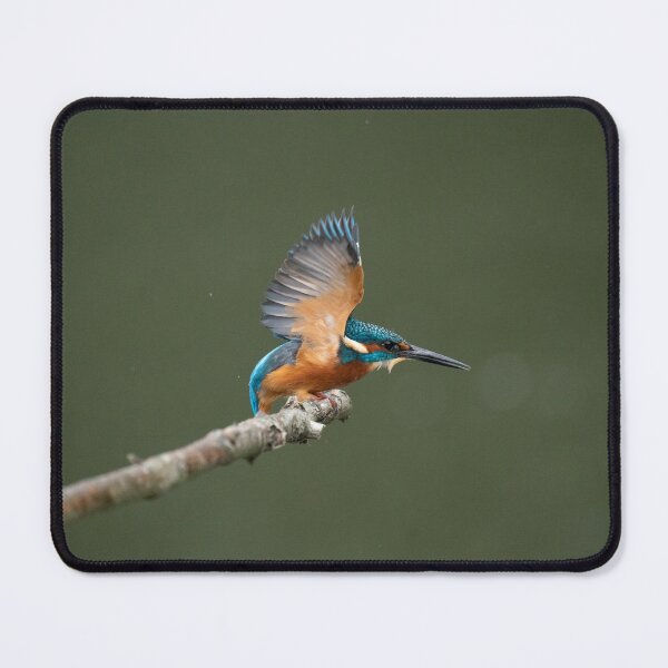 Item preview, No introductions needed designed and sold by HRHWildlife101.