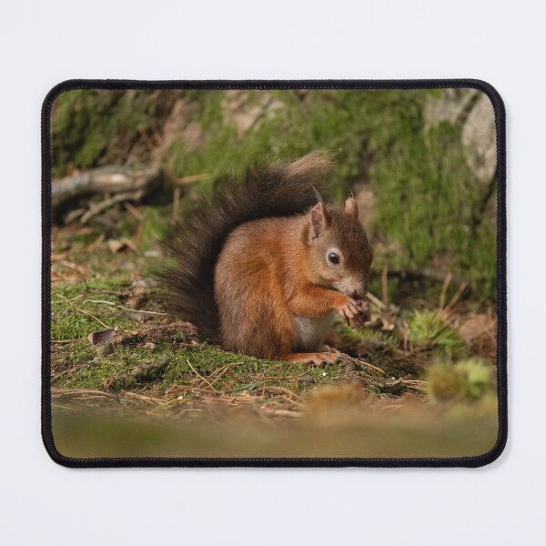 Item preview, Brunch time Red Squirrel style designed and sold by HRHWildlife101.
