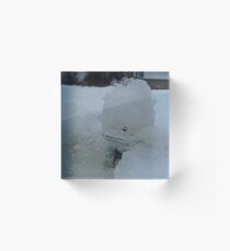 SNOW BOUND LITTLE FROG Acrylic Block