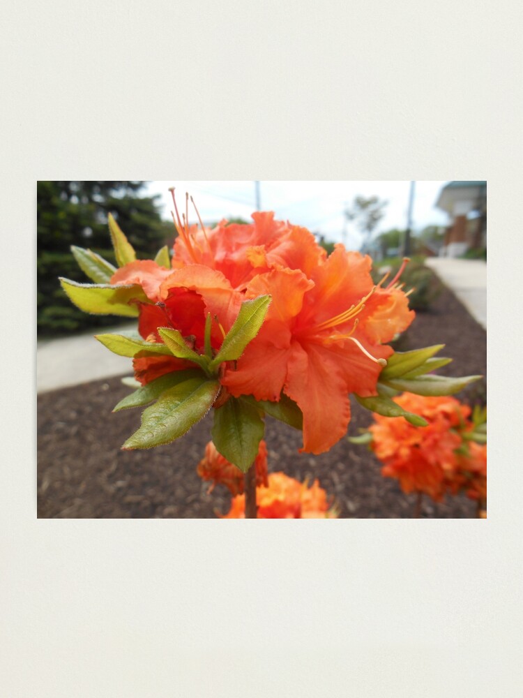 Lámina fotográfica «Flor de azalea naranja» de jim88bro | Redbubble