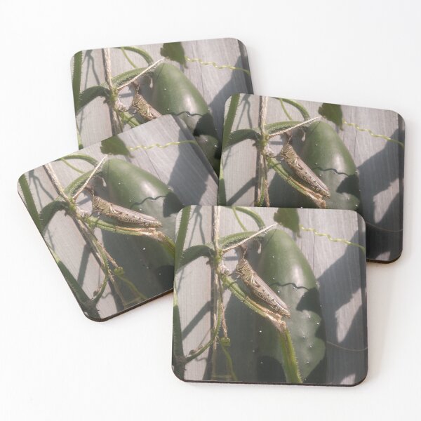Item preview, Vines & Lines designed and sold by Aly Englund.