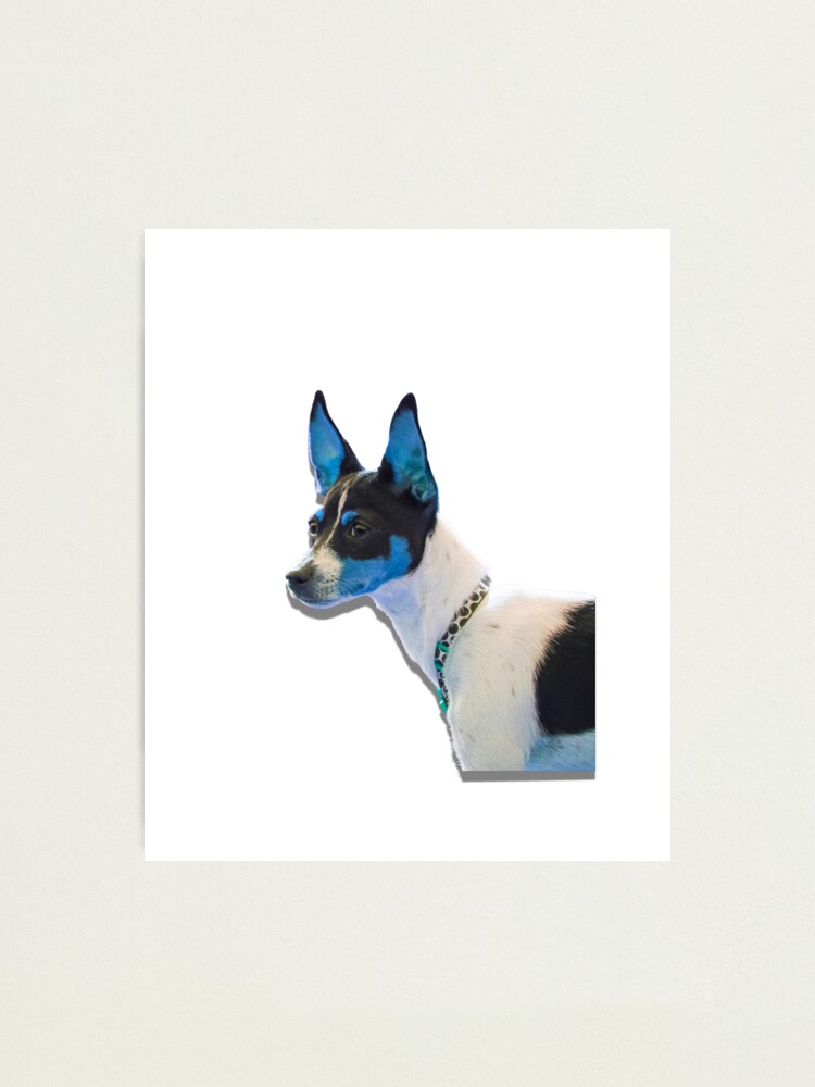 Toy fox outlet rat terrier