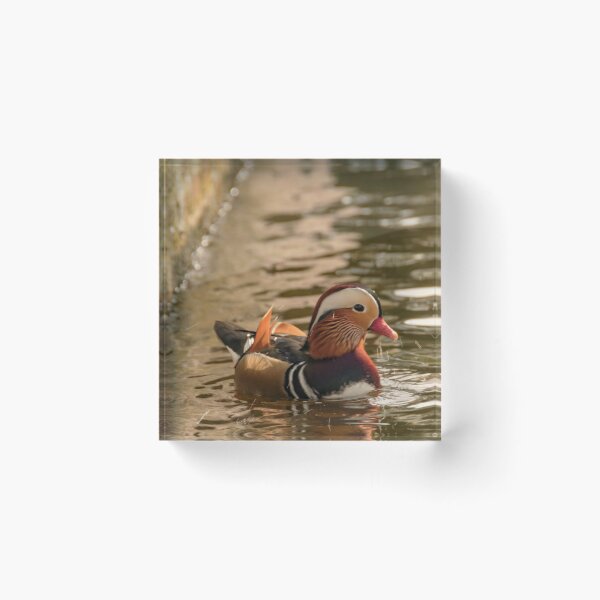 Item preview, Mandarin duck at the pond designed and sold by koalas1414.