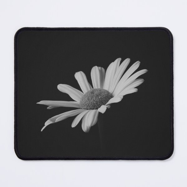 Item preview, Daisy on Black Background - Garden designed and sold by Lisa Thomas.