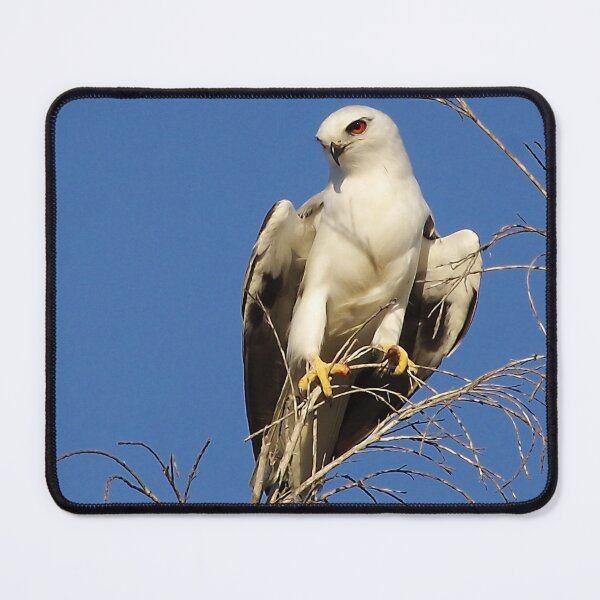 Item preview, Black Shouldered Kite. designed and sold by Penny Kittel.