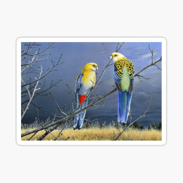"Darkness Before the Deluge" (Pale-headed Rosellas) Sticker