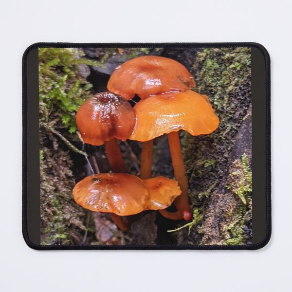 Aperçu de l'œuvre Champignons sauvages à l'orange créée et vendue par memorguson.