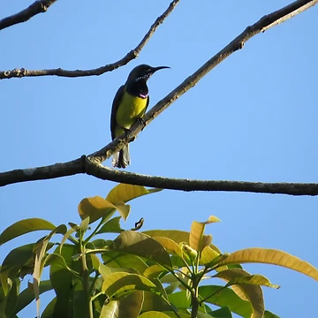 Artwork thumbnail, Sunbird by Rene-Martin