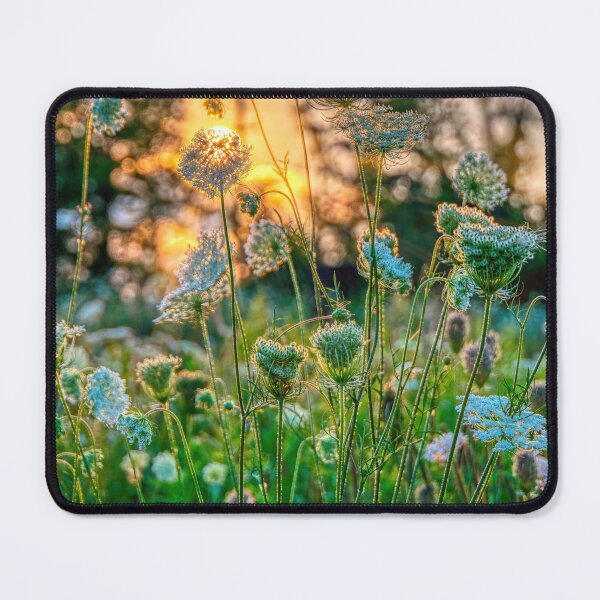 Item preview, Sunset behind Queen Anne's Lace designed and sold by wildvalecreate.