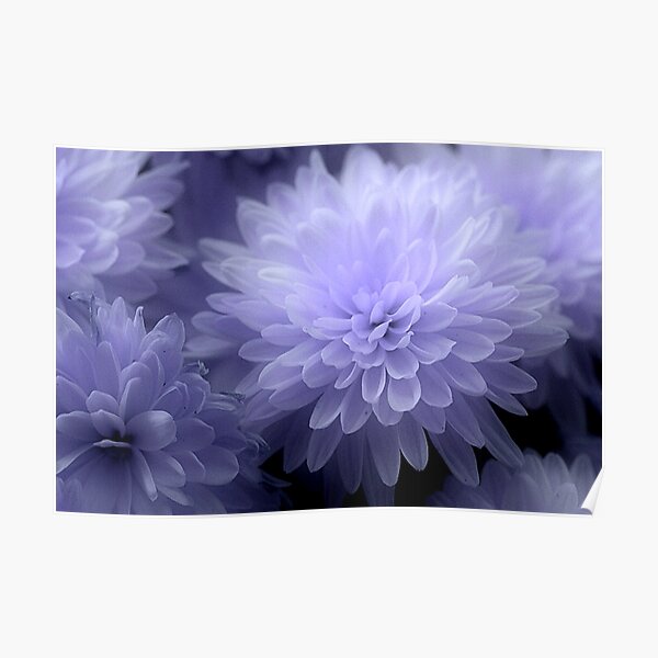 Póster «Fantasía Violeta Flores De Crisantemo Rosa Pastel» de JariHawk |  Redbubble