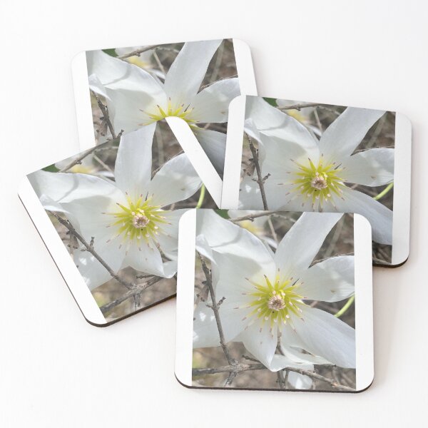 Item preview, Clematis  designed and sold by Terra Dumont.