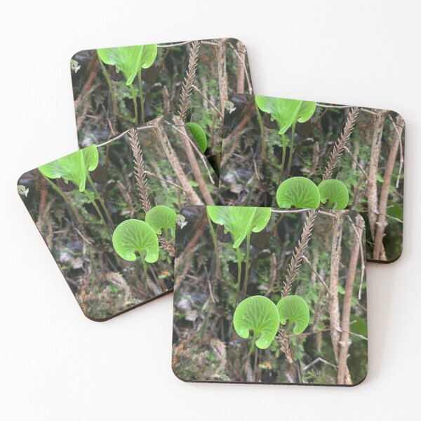 Item preview, Kidney fern designed and sold by Terra Dumont.