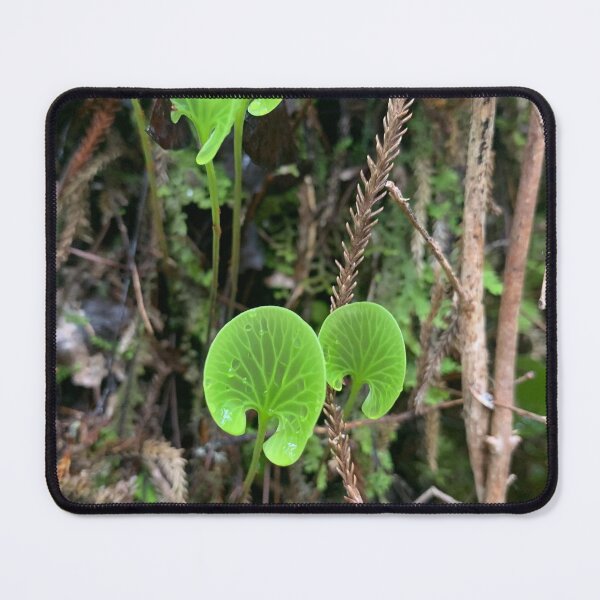 Item preview, Kidney fern designed and sold by Terra Dumont.